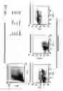 Fig. 05 - PHARMACODYNAMIC ASSAYS