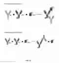 Fig. 23 - Assays for detecting neutralizing autoantibodies to biologic therapy