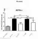 Fig. 09 - Methods and compositions for the prediction and treatment of focal segmental glomerulosclerosis