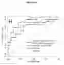 Fig. 11 - Methods and compositions for the prediction and treatment of focal segmental glomerulosclerosis