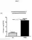 Fig. 12 - Methods and compositions for the prediction and treatment of focal segmental glomerulosclerosis