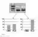 Fig. 09 - CELLULAR PLATFORM FOR RAPID AND COMPREHENSIVE T-CELL IMMUNOMONITORING