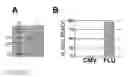 Fig. 12 - CELLULAR PLATFORM FOR RAPID AND COMPREHENSIVE T-CELL IMMUNOMONITORING