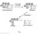 Fig. 03 - Method of detection of proteolysis products in plasma and a diagnostic system for its application