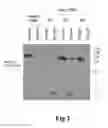 Fig. 02 - Compositions and methods for treating eye infections and disease