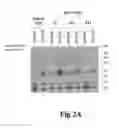 Fig. 03 - Compositions and methods for treating eye infections and disease
