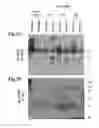 Fig. 05 - Compositions and methods for treating eye infections and disease