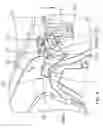 Fig. 05 - Glasses structure