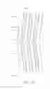 Fig. 06 - Liquid crystal display device