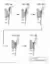 Fig. 10 - Transfer device applying a voltage for transfering a toner image to a member disposed opposite a transfer member with an image carrier therebetween