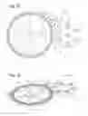 Fig. 04 - Wheel with reduced mechanical friction for timepieces