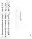 Fig. 10 - Linepack delay measurement in fluid delivery pipeline