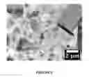 Fig. 07 - Graphene/graphite polymer composite foam derived from emulsions stabilized by graphene kinetic trapping