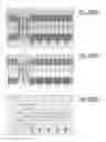 Fig. 1071 - Integrated circuit containing DOEs of NCEM-enabled fill cells