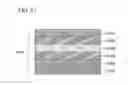 Fig. 58 - Display device
