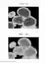 Fig. 12 - Composite positive active material, method of preparing the same, positive electrode including the composite positive active material, and lithium battery including the positive electrode