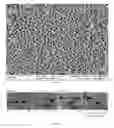 Fig. 09 - Dendrite inhibiting electrolytes for metal-based batteries