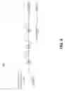 Fig. 07 - Widely and rapidly tunable multi-wavelength laser