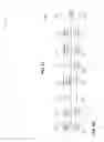 Fig. 05 - Cryptographic protocol for portable devices