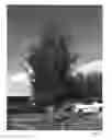 Fig. 02 - Cherry tree named 'JFS-KW14'