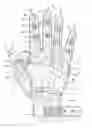 Fig. 01 - Glove with expandable finger stall