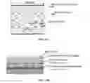 Fig. 69 - GRAPHENE-BASED NANOSENSOR FOR IDENTIFYING TARGET ANALYTES