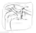 Fig. 01 - Surgical fastening