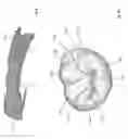Fig. 04 - Method and apparatus for generation of 3D models with applications in dental restoration design