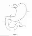 Fig. 02 - Method and apparatus for reducing obesity