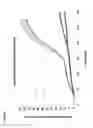 Fig. 12 - Formulations of pyrimidinedione derivative compounds