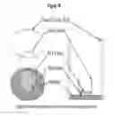 Fig. 17 - NOVEL FORMULATIONS FOR THE TREATMENT OF VAGINAL DISORDERS