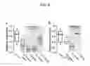 Fig. 10 - TREATMENT FOR DOPAMINERGIC DISORDERS