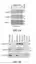 Fig. 07 - BENZOFURAN COMPOUNDS, COMPOSITIONS, KITS AND/OR METHODS THEREOF