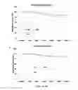 Fig. 06 - HISTONE ACETYLTRANSFERASE ACTIVATORS AND USES THEREOF