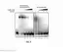 Fig. 09 - Materials and method for inhibiting replication protein A and uses thereof