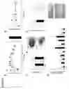 Fig. 19 - METHODS OF TREATING MITOCHONDRIAL DYSFUNCTION