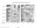 Fig. 05 - FUNCTIONAL SCAFFOLD FOR TISSUE REPAIR AND REGENERATION
