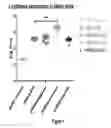 Fig. 02 - MANNOSE-CONTAINING SOLUTION FOR LYOPHILIZATION, TRANSFECTION AND/OR INJECTION OF NUCLEIC ACIDS