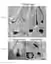 Fig. 07 - Methods and compositions to modulate hair growth