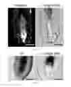 Fig. 08 - Methods and compositions to modulate hair growth