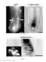 Fig. 09 - Methods and compositions to modulate hair growth