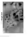 Fig. 13 - Methods and compositions to modulate hair growth