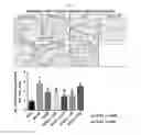 Fig. 09 - Pharmaceutical composition for preventing or treating diabetic complications and angioedema, containing natural mixture extract as active ingredient