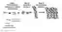 Fig. 01 - Crosslinked Peptide Hydrogels