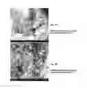 Fig. 09 - Crosslinked Peptide Hydrogels