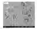 Fig. 11 - Crosslinked Peptide Hydrogels