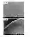 Fig. 15 - Crosslinked Peptide Hydrogels