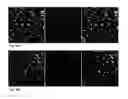 Fig. 31 - Crosslinked Peptide Hydrogels