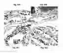 Fig. 16 - Delivery of therapeutic compounds to the brain and other tissues
