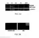 Fig. 04 - Induced activation in dendritic cells